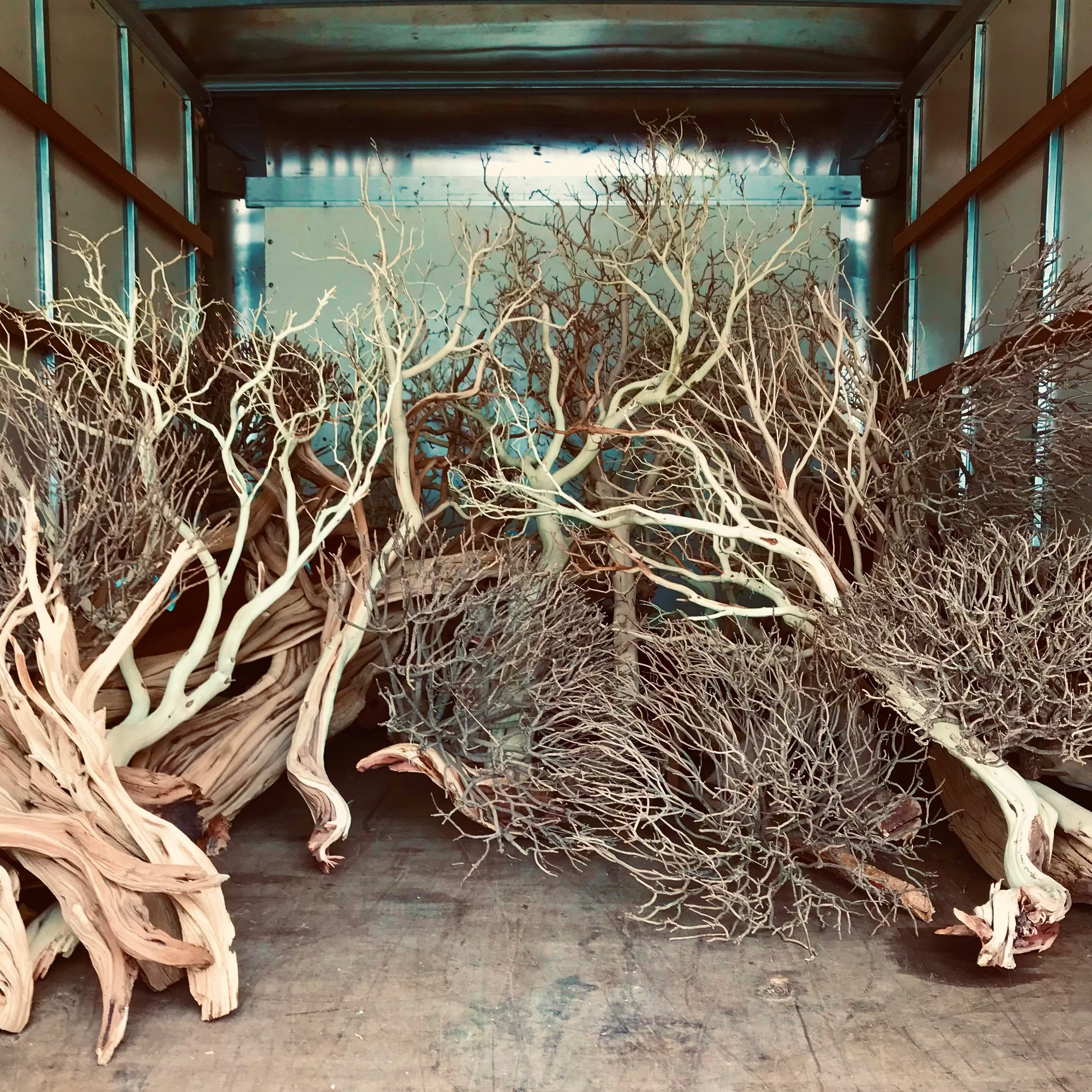 Large dried Manzanita branches arranged in the back of a large box truck.