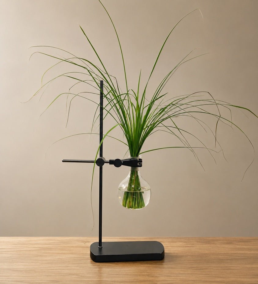 Chemistry flask with river grasses held by an Artefact Curator Table Mount