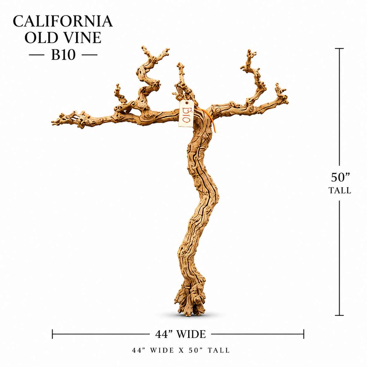California Old Grapevine B10
