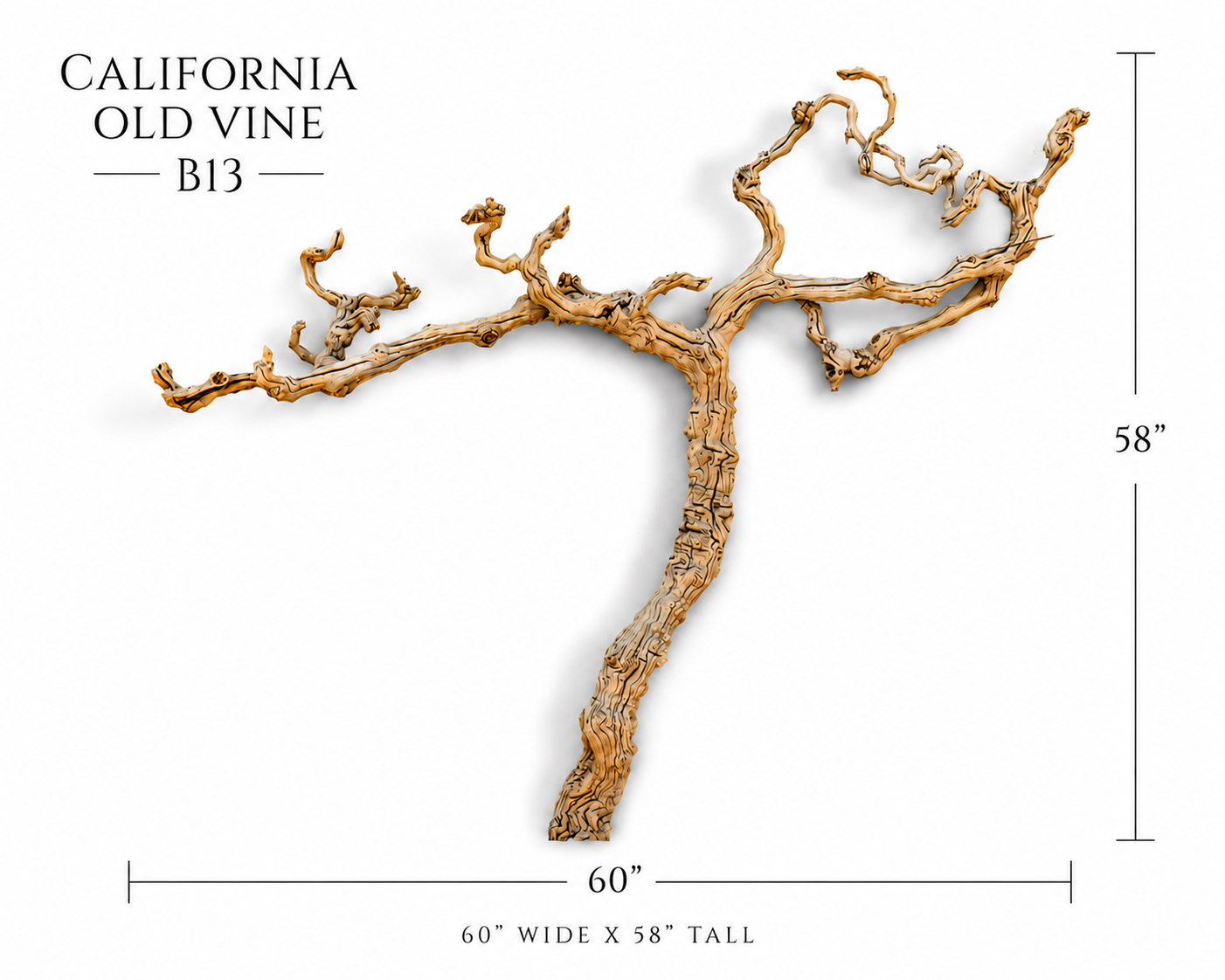 California Old Grapevine B13