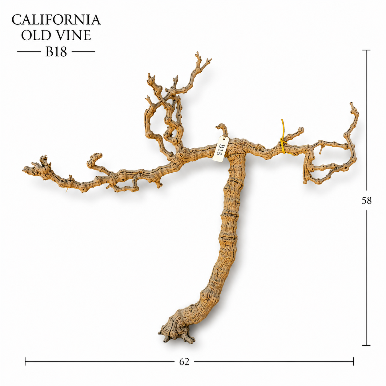 California Old Grapevine B18