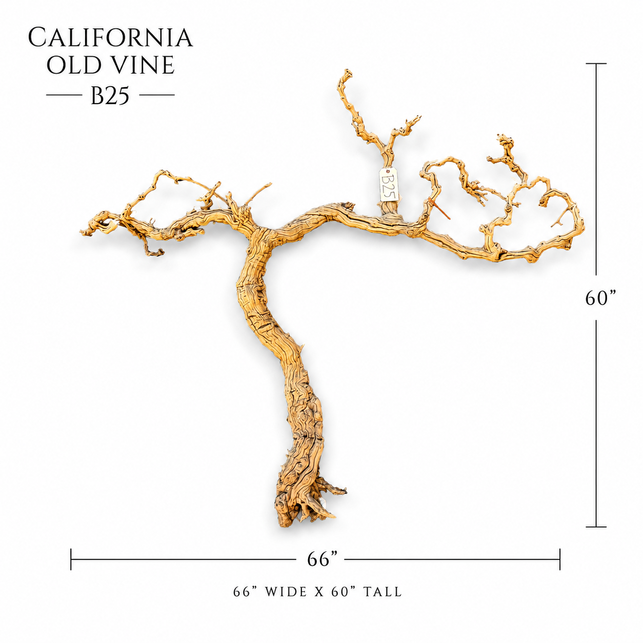California Old Grapevine B25