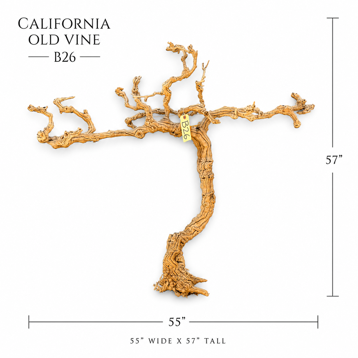 California Old Grapevine B26