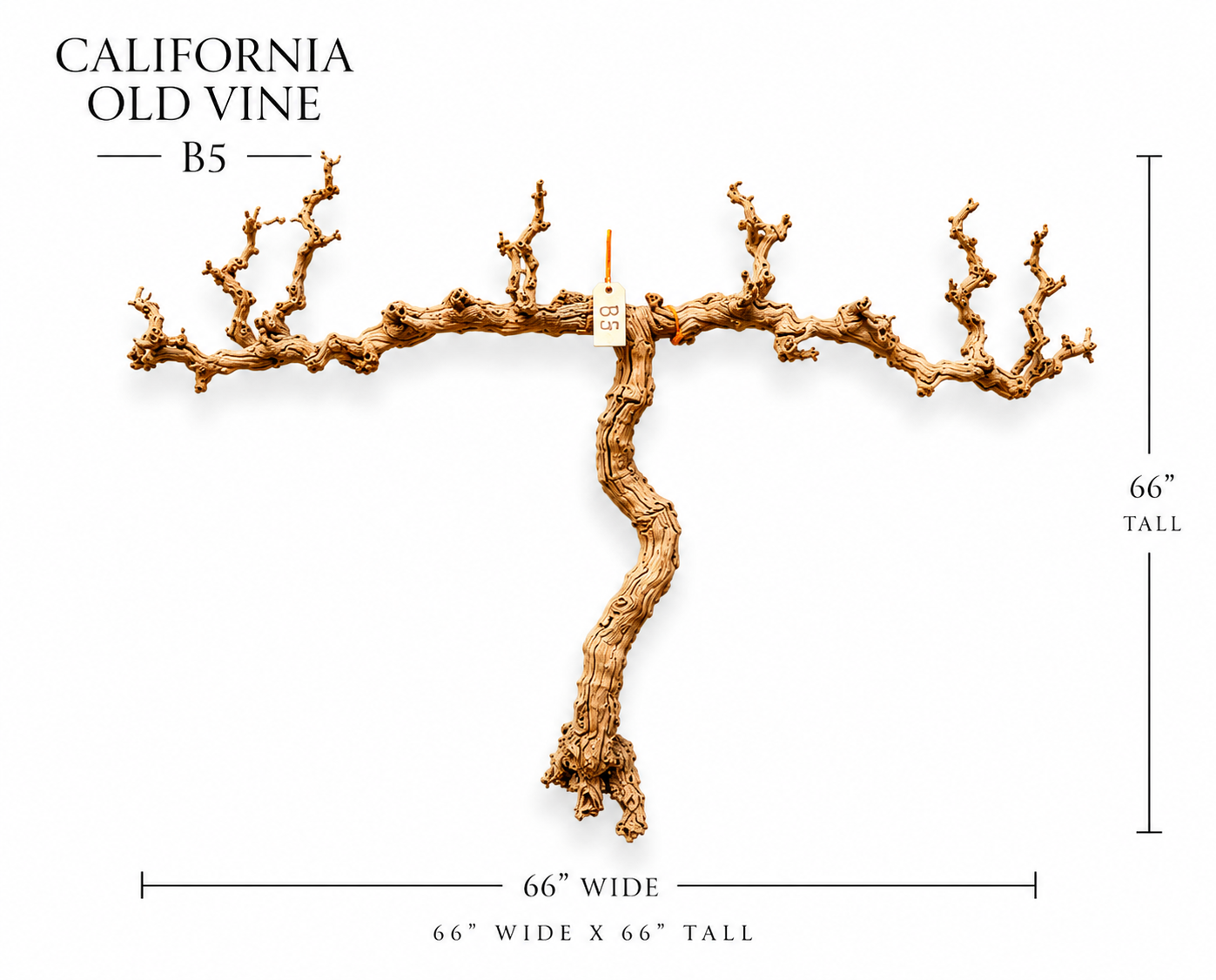California Old Grapevine B5