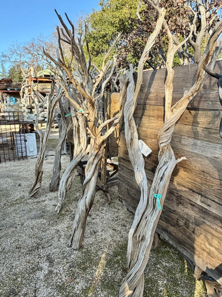 Branches