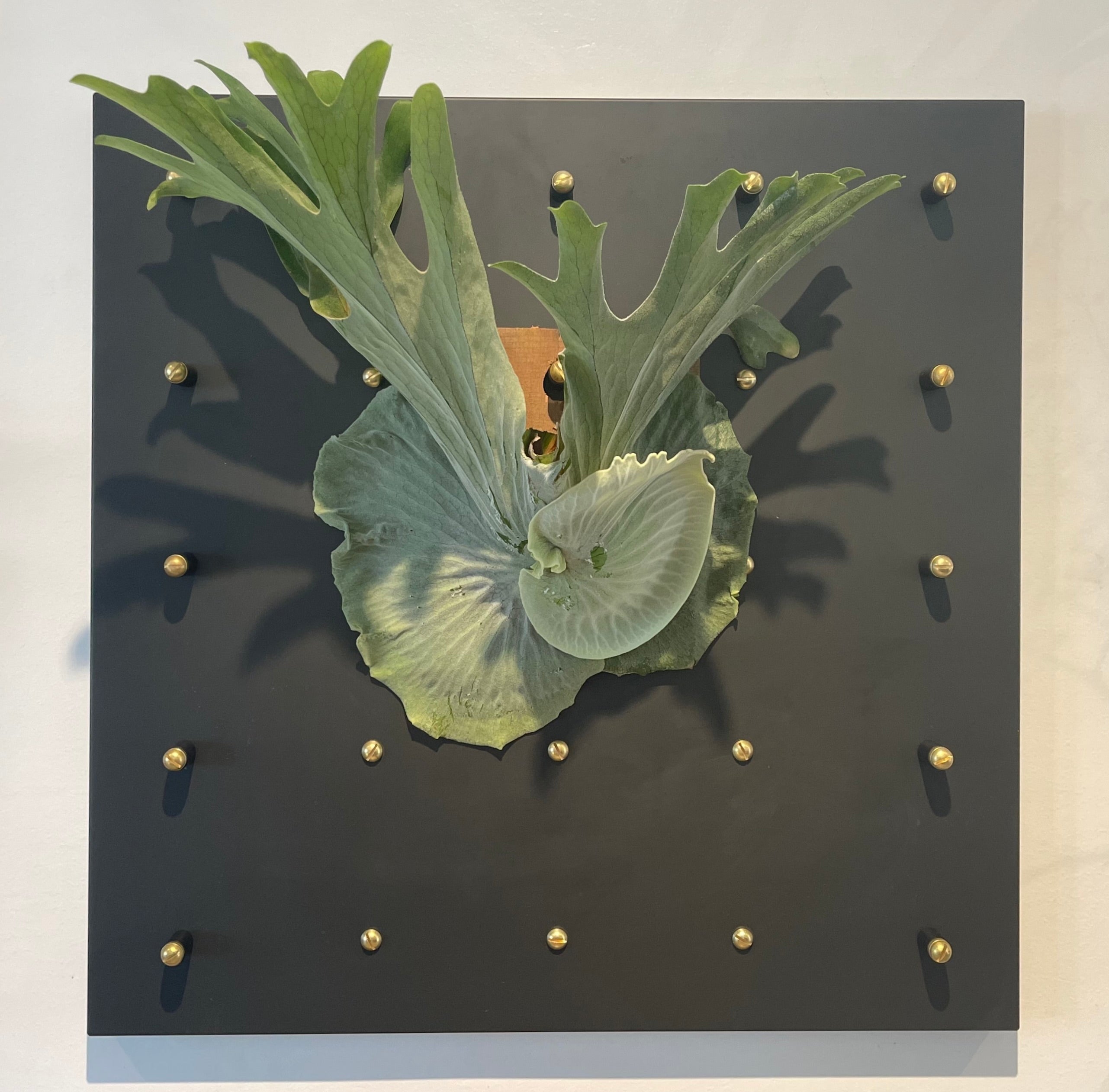 Curator Wall Panel 30" x 30"