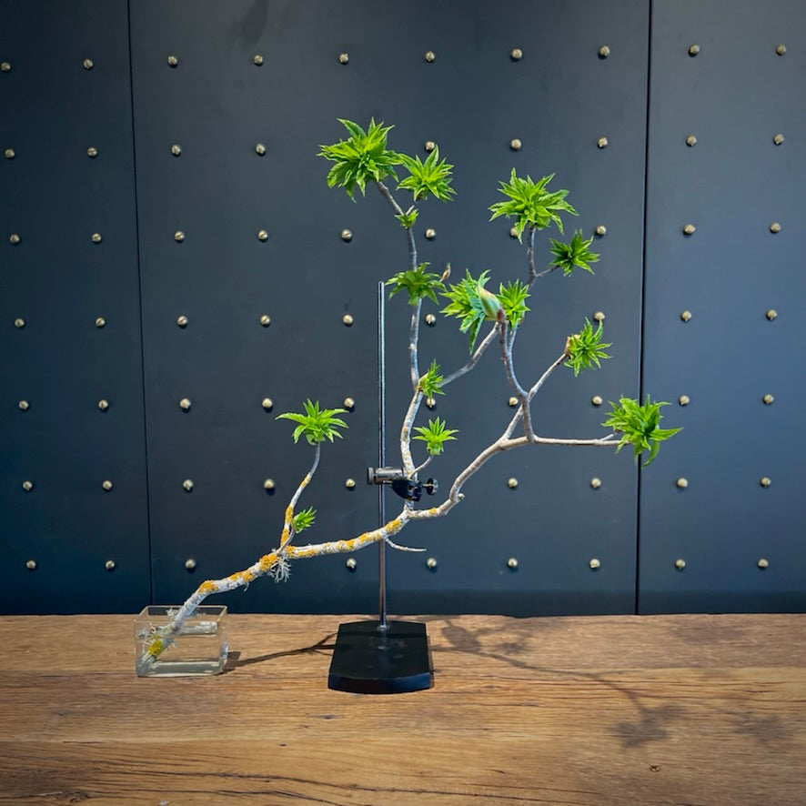 Table Mount