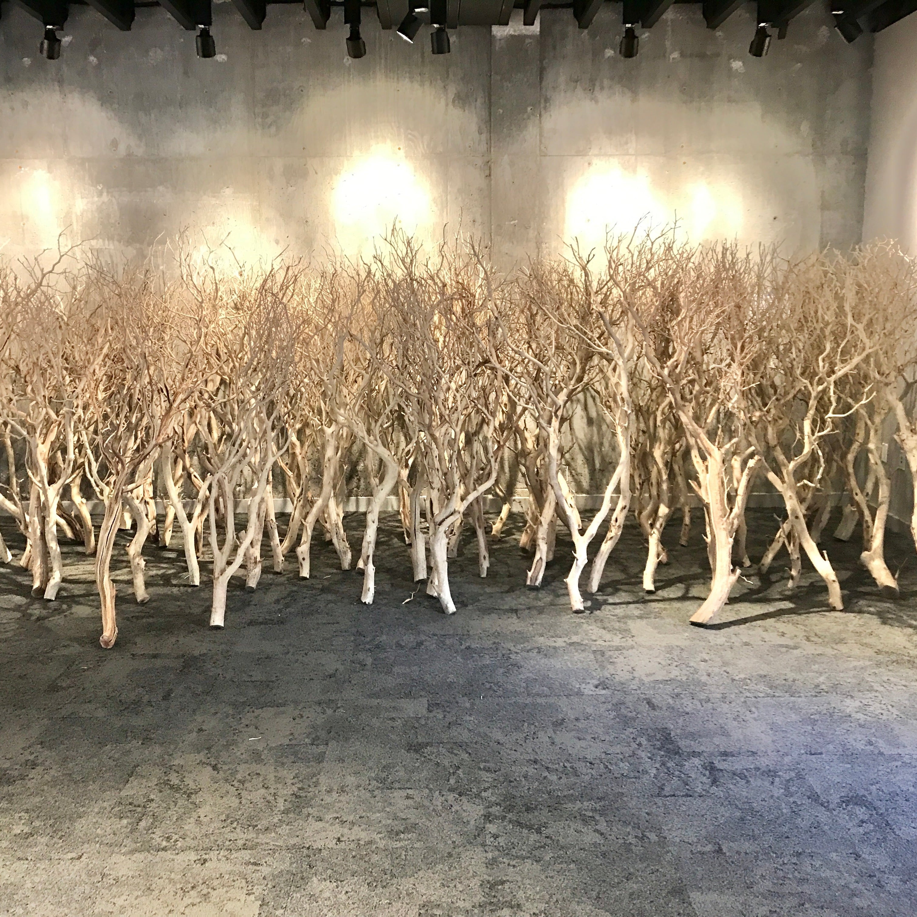 Branches