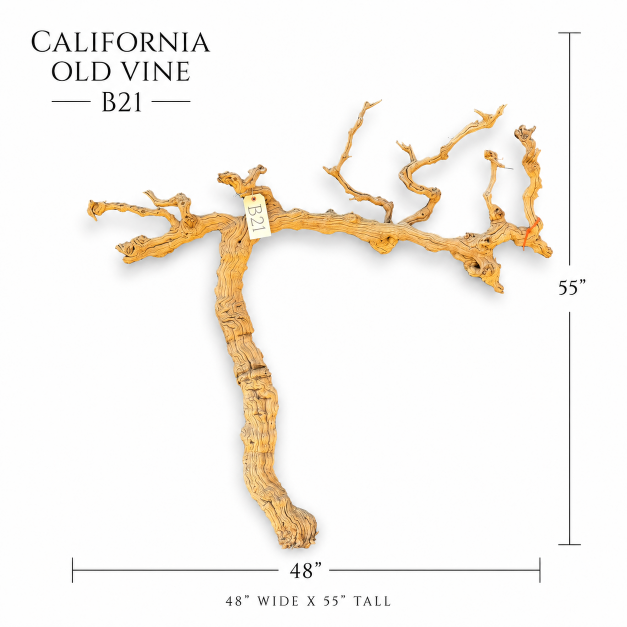 California Old Grapevine B21
