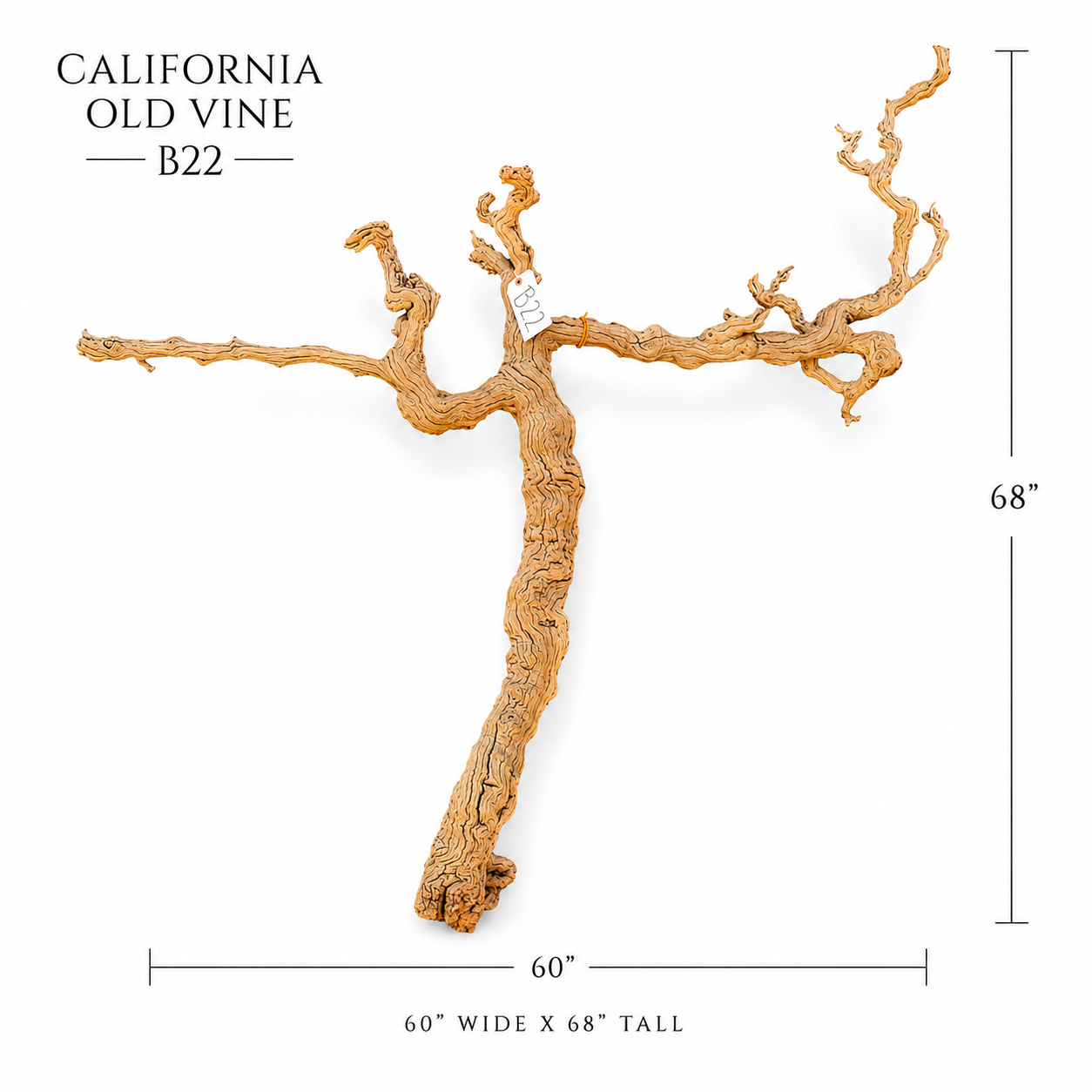 California Old Grapevine B22