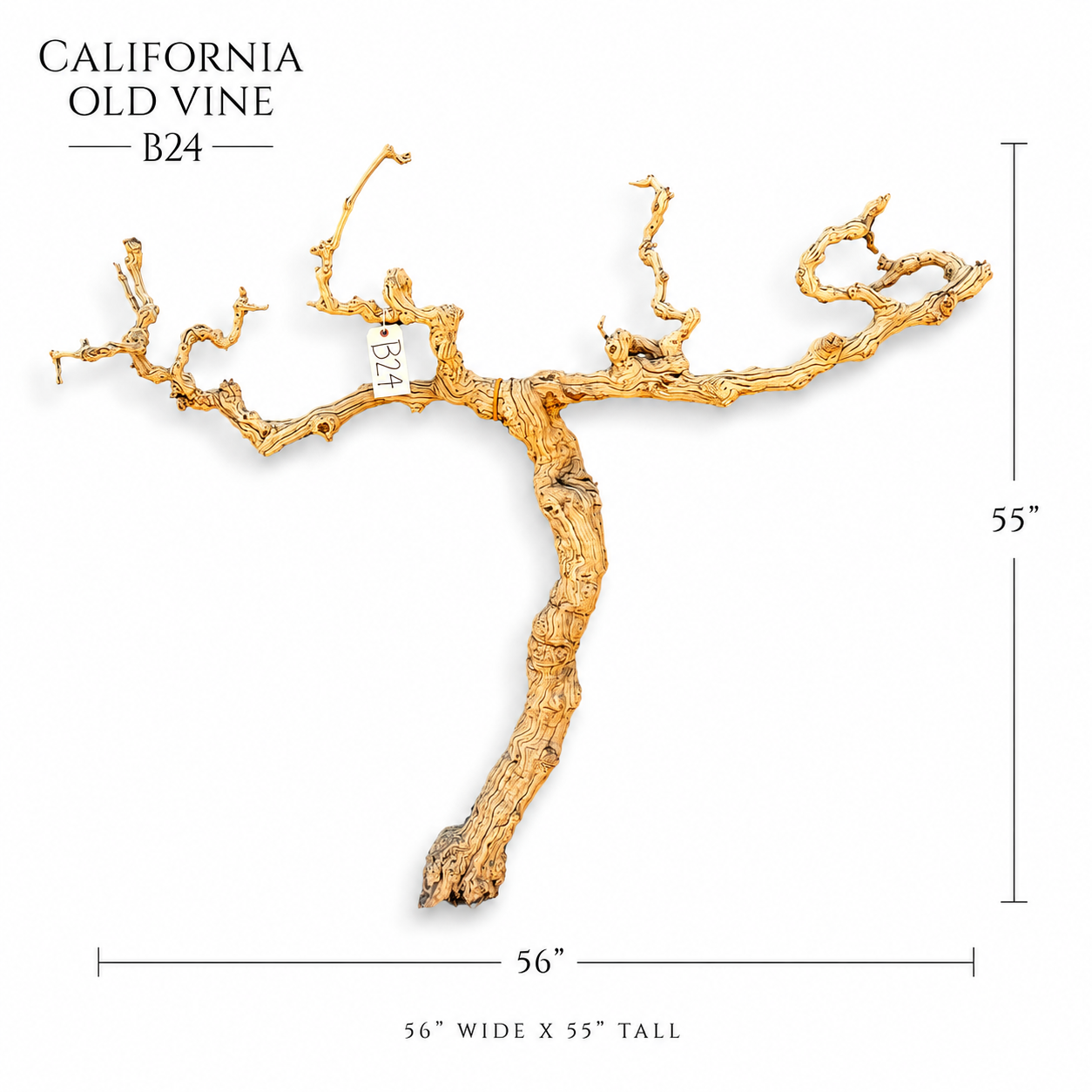 California Old Grapevine B24