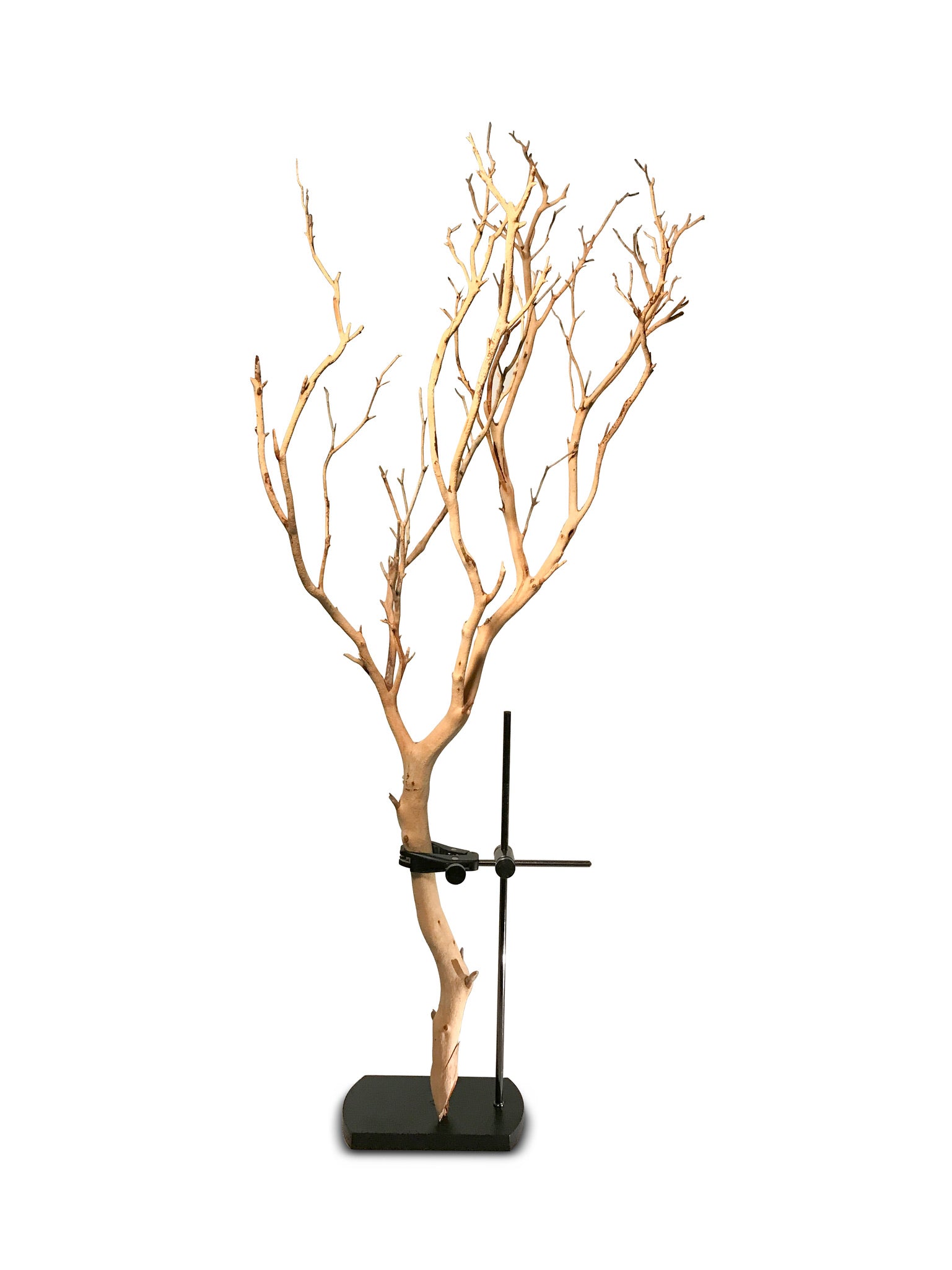Wall Mount + Table Mount