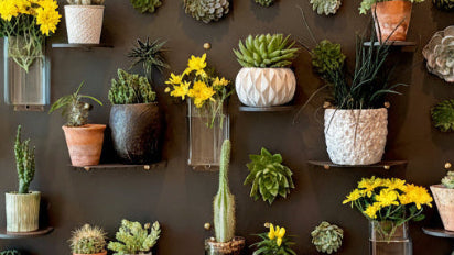 Curator Wall Panel with shelves and components displaying various potted plants against a plain wall